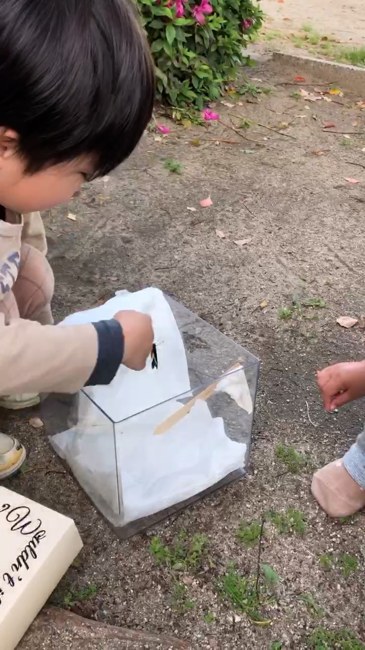 https://stratus.campaign-image.jp/images/5590000003252008_zc_v1_1777366543204_蝶々_サムネイル.jpg