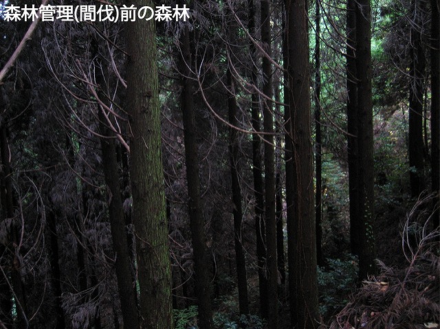 https://stratus.campaign-image.jp/images/8722000001702006_zc_v1_1768521836674_029.jpg