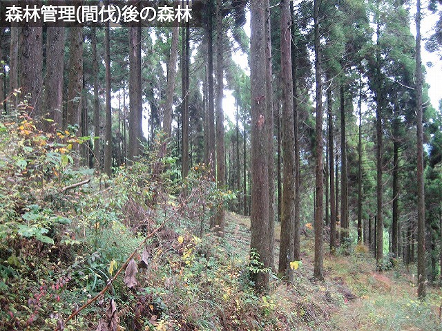 https://stratus.campaign-image.jp/images/8722000001702006_zc_v1_1768521857537_026.jpg